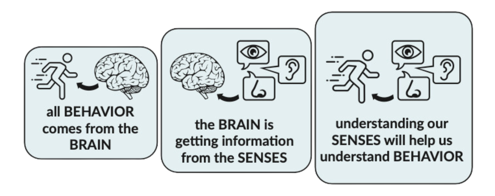 All behavior comes from the brain. The brain is getting information from the senses. Understanding our senses will help us understand behavior.