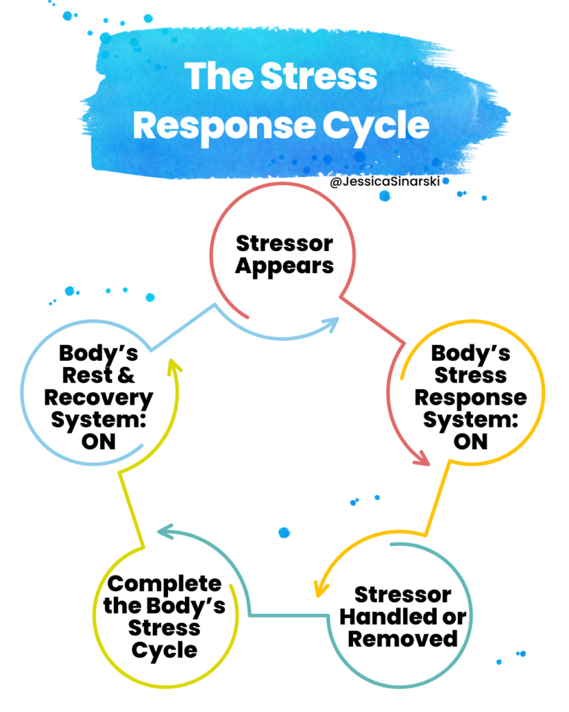 The Stress Response Cycle: Stressor appears - Body's stress response system: on - Stressor handled or removed - Complete the body's stress cycle - Body's rest and recovery system: on - repeat