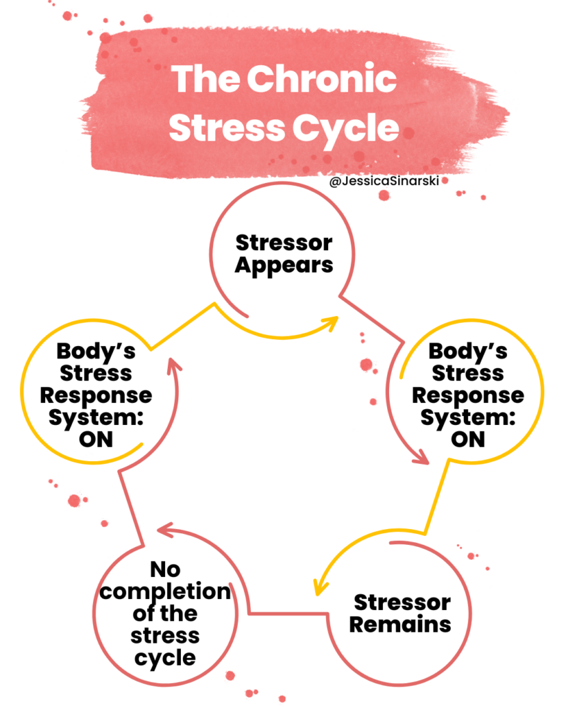 The Chronic Stress Cycle: Stressor appears - Body's stress response system: on - Stressor remains - No completion of the stress cycle - Body's stress response system: on - repeat